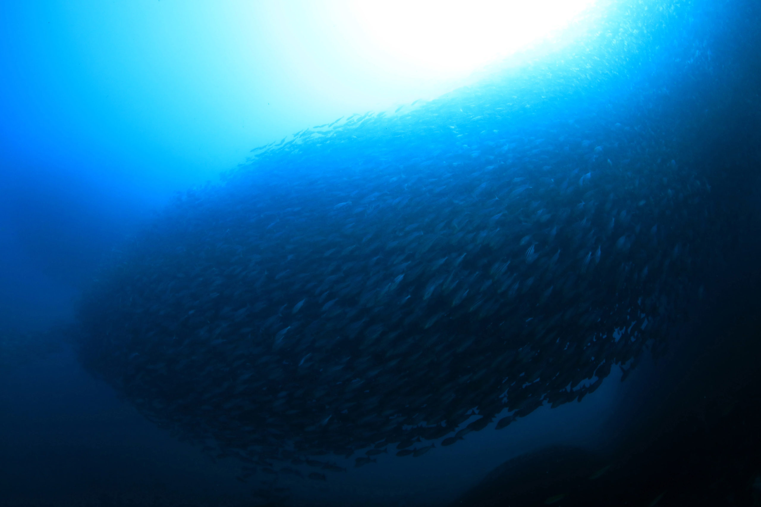 沖ノ島近海で撮影された魚の大群